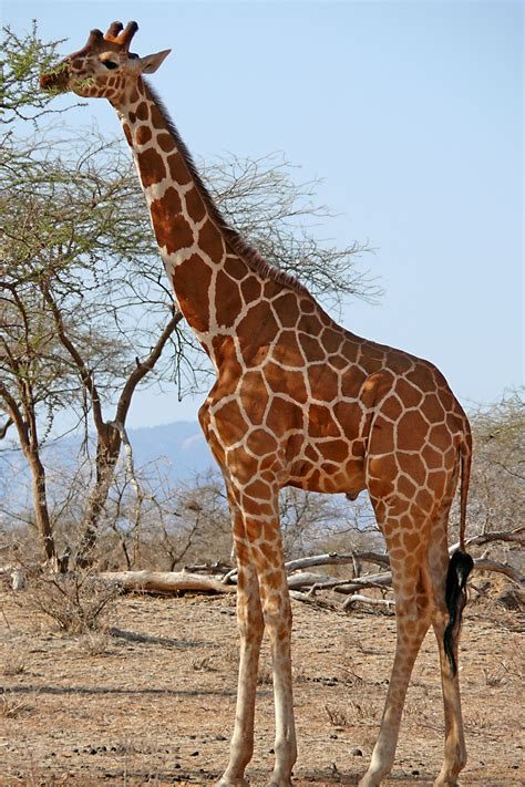 girafe  le monde en images