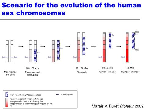 ppt the evolution of sex chromosomes from humans to non model
