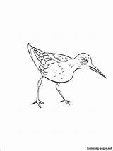 Sandpiper Coloring Drawing Pages Bird Drawings 1coloring Getdrawings Designlooter Paintingvalley sketch template