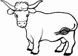 Coloring Pages Realistic Cow Printable Getcolorings sketch template