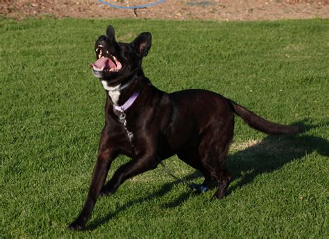 lowjump jump restraint   jump dog harness etsy