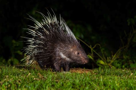 peculiar facts  porcupines