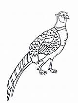 Coloring Pages Pheasant Pheasants Birds Printable Recommended sketch template