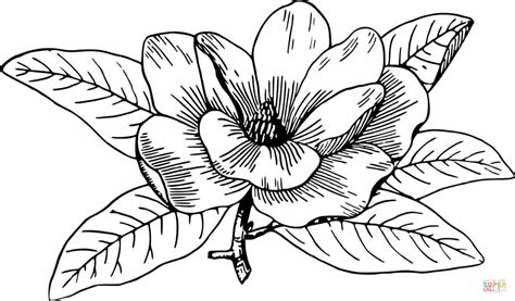 magnolia coloring page  printable coloring pages