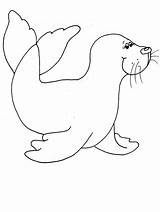 Foca Colorare Seal Foche Robbe Ausmalbilder Focas Animali Oceano Bambini Coloringpagebook Monachus Colora Sellos Scheda Printable sketch template