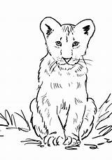 Lion Coloring Cub Samanthasbell sketch template