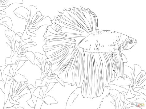betta fish coloring pages bubakidscom
