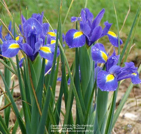 iris  hollandica hollandiris iridaceae sverdliljefamilien snitt