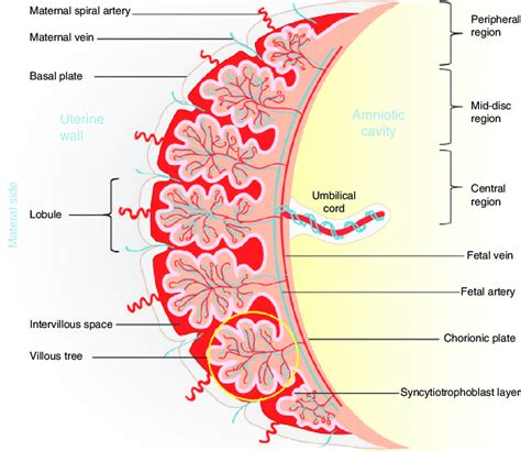 Basic Structure Of The Placenta Showing Maternal And Fetal Sides And