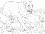 Lioness Cubs Coloring Lion Pages Drawing Printable sketch template
