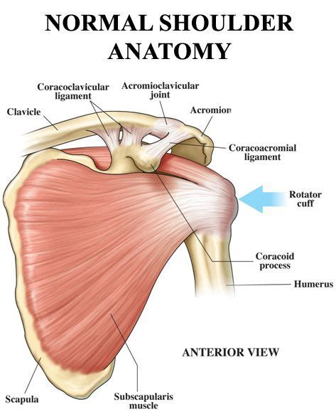 pin  anatomy