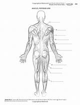 Kaplan Musculos Músculos Huesos Esquema Ciencia Completar Humana Educação Física Anatomia Tipos Muscle sketch template