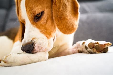 jeuk bij honden oorzaak en behandeling hart voor dieren