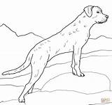 Labrador Dog Coloring Pages Puppy Drawing Retriever sketch template