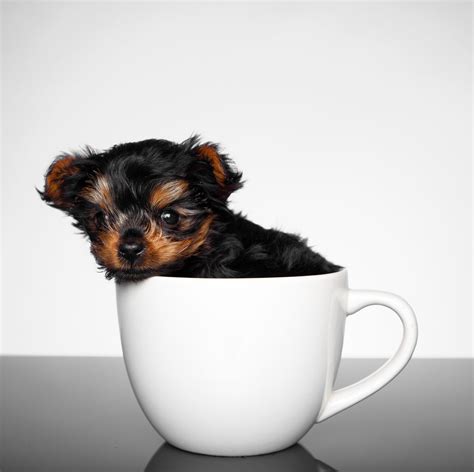 find  cuter   teacup dogs    tea cup dogs teacup dog breeds