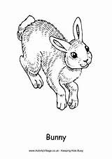 Colouring Bunny Coloring Pages Rabbit Easter Realistic Rabbits Hopping Printable Drawing Print Activityvillage Rabit Animals Kids Fun Color Getdrawings Getcolorings sketch template