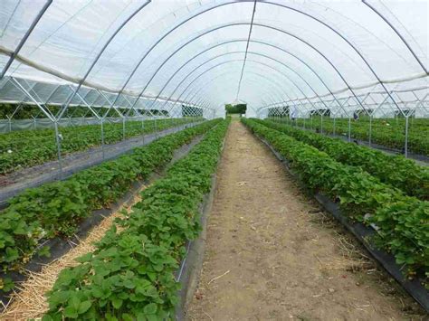 protected cultivation  vegetables flowers  fruits agri farming