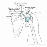 Shoulder Posterior Joint Ligaments Anterior Diagram License Medicalartlibrary sketch template