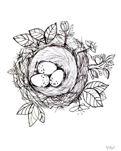 bird nest coloring book page  printable jennifer rizzo
