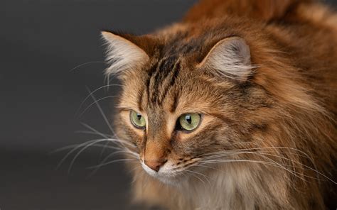 wallpapers brown fluffy cat maine coon green eyes cute