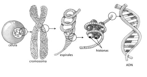 La Célula Cromosomas Estructura Y Clasificación