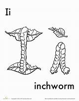 Inchworm Coloring Pages Education Worksheet sketch template