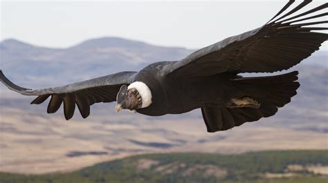 condor andino conseguiu voar por  horas sem bater asas