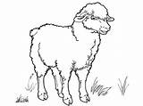Coloring Sheep Pages Lamb Realistic Animals Print Template Sketch sketch template