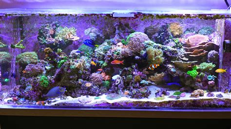 reef aquarium imsolidstate