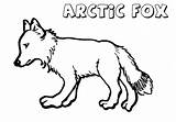 Fox Coloring Arctic Pages Animal Print sketch template