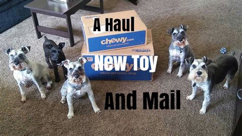 a haul a new toy and mail schnauzer multiple schnauzers youtube