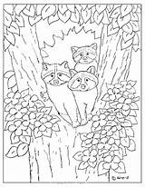 Raccoon Raccoons Coloringpagesbymradron Adron sketch template