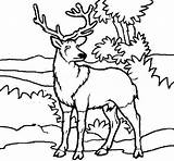 Deer Coloring Pages Color Cerf Buck Printable Adult Dessin Kids Hunter Coloriage Gratuit Hunting Print Imprimer Colorier Animal Find Chinois sketch template