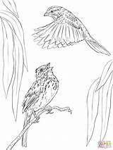 Coloring Sparrow Supercoloring sketch template