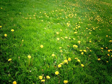 summer grass  shiver  deviantart