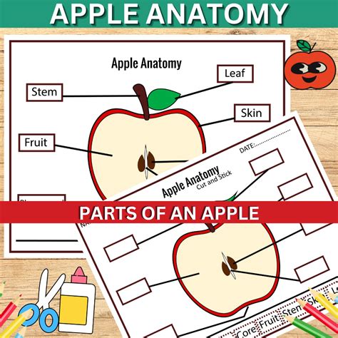 apple anatomy parts   apple posters  worksheet fall activity