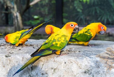 parrot eating mango photo