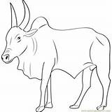 Kangayam Stier Ox Book Bulls Horn Coloringpages101 Designlooter Webstockreview Popular sketch template