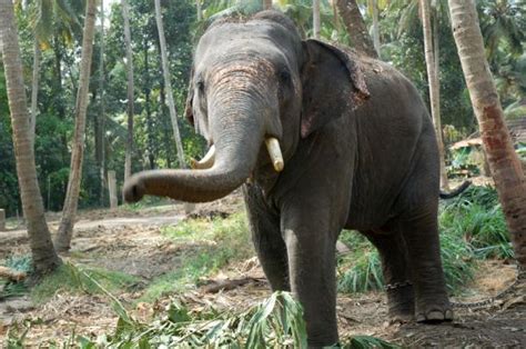 sumatran elephant animal wildlife