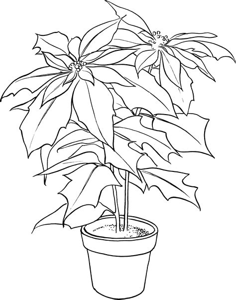 printable poinsettia coloring pages  kids