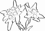 Edelweiss Getdrawings Drawing sketch template