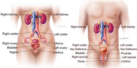What Is Urethral Diverticulum Urology Care Foundation