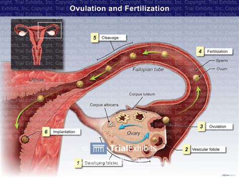 ovulation and fertilization trialexhibits inc