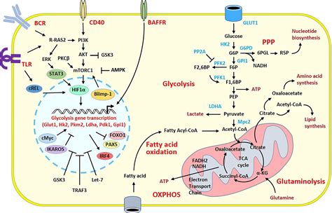 frontiers metabolic program  regulatory  lymphocytes  influence