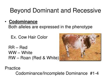 Ppt Codominant Vs Incomplete Dominant Whats The Difference