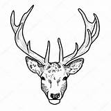 Head Cartoon Stag Deer Buck Template Graphic Getdrawings Drawing sketch template