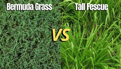 bermudagrass  tall fescue differences   turf types