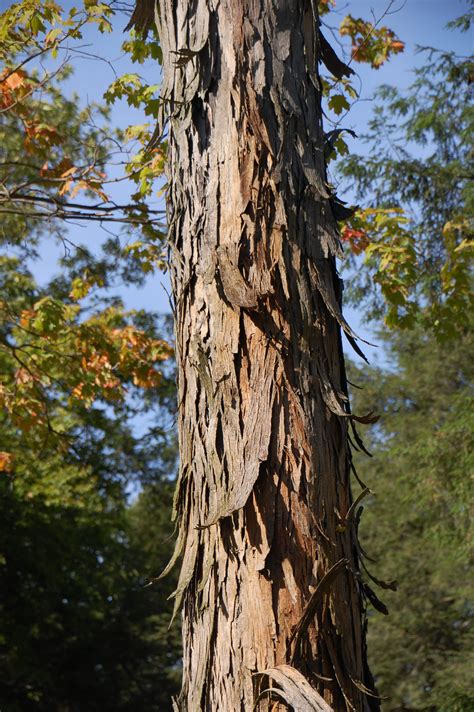 shagbark hickory holden forests gardens