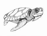 Turtles Bestcoloringpagesforkids sketch template