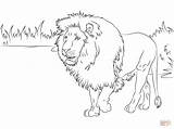 Lion Coloring Pages Lions Gorgeous Printable Pride African Sheet Face Cub Drawing Sheets Easy Template Color Print Popular Getdrawings Categories sketch template